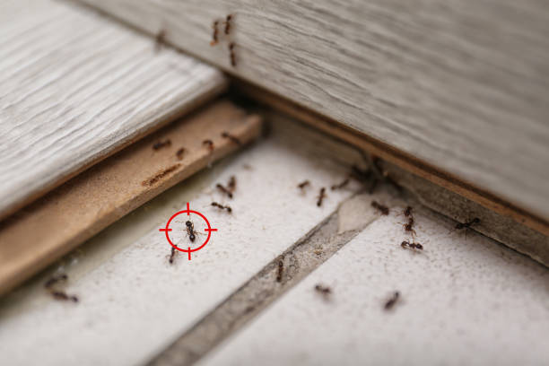Best Emergency Pest Control  in Flossmoor, IL