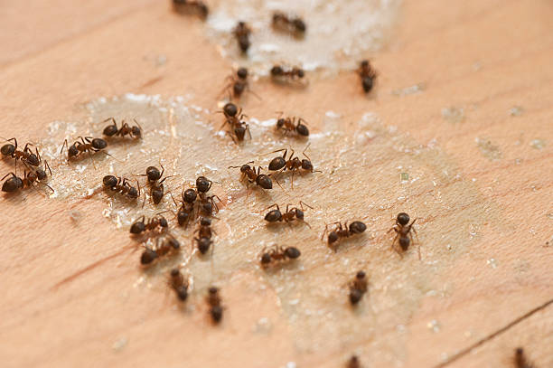 Best Commercial Pest Control Services  in Flossmoor, IL